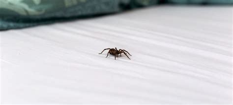 Is It Bad To Have Spiders In Your Bedroom