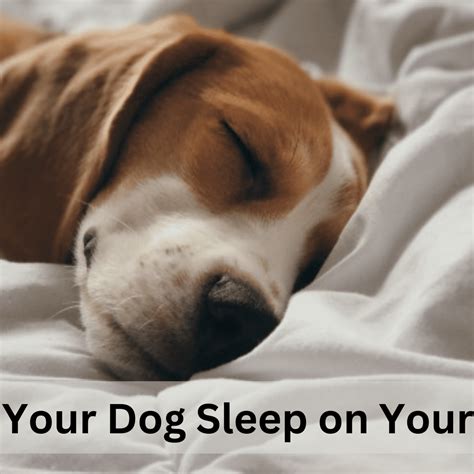 Is It Bad To Have Your Dog Sleep In Your Bedroom