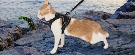 Is It Bad To Keep A Harness On A Cat
