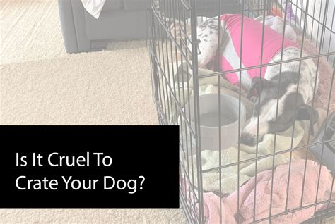 Is It Bad To Keep Your Puppy In A Crate