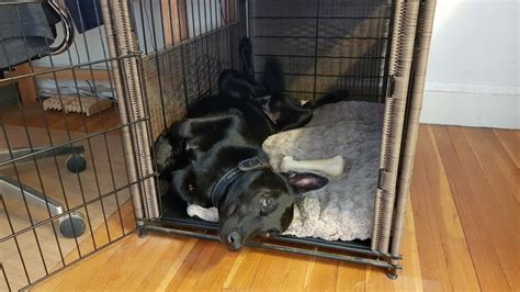 Is It Bad To Leave Your Dog In A Crate While At Work