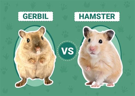 Is It Better To Get A Hamster Or A Gerbil
