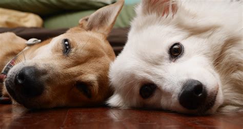 Is It Better To Have A Second Dog