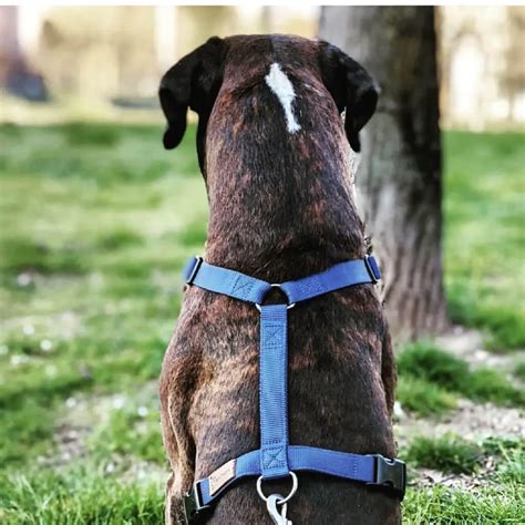 Is It Better To Use A Collar Or Harness