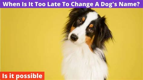 is it confusing to change a dog's name