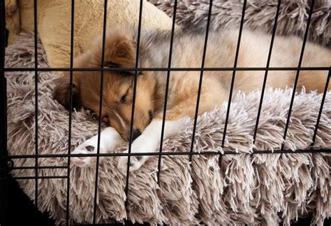 Is It Good For A Dog To Sleep In A Crate