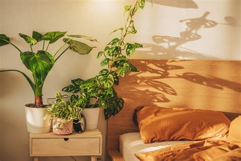 Is It Good To Have A Plant In Your Bedroom
