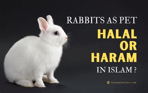 Is It Haram To Have A Rabbit