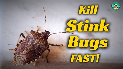 Is It Hard To Kill A Stink Bug