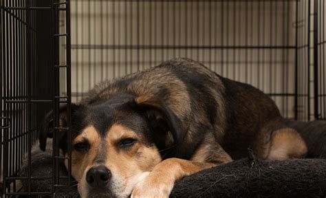 Is It Humane To Crate A Dog
