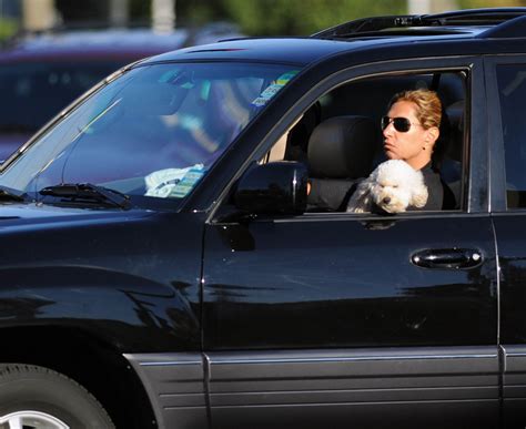 Is It Illegal To Drive With A Dog On Your Lap In Washington State