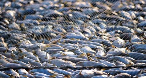 Is It Illegal To Fish With A Net