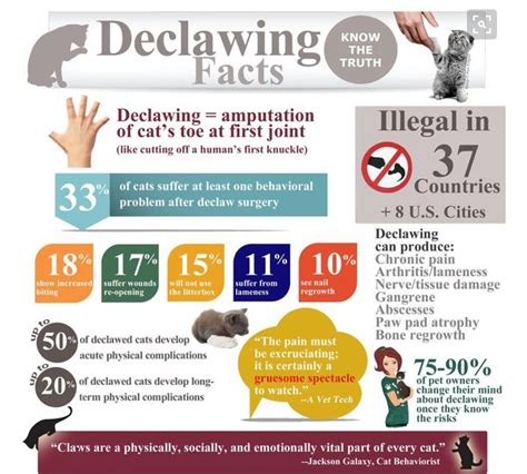 Is It Illegal To Get Cats Declawed