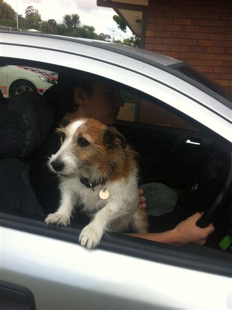 Is It Illegal To Have A Dog In The Car Unrestrained
