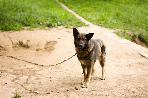 Is It Illegal To Keep A Dog On A Chain