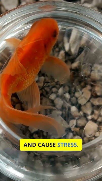 Is It Illegal To Keep Goldfish In A Bowl