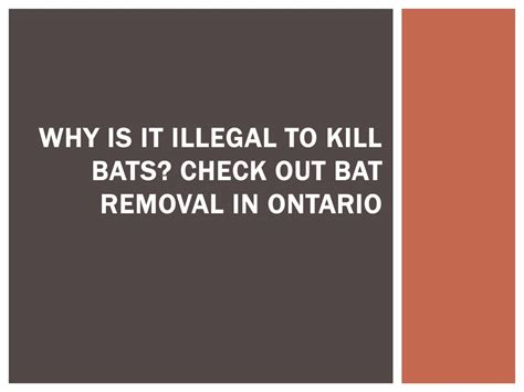 Is It Illegal To Kill A Bat In Your House