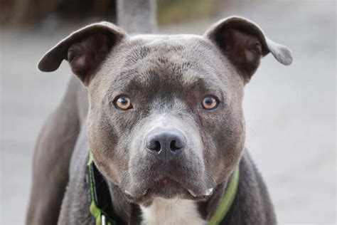 is it illegal to own a pitbull in canada