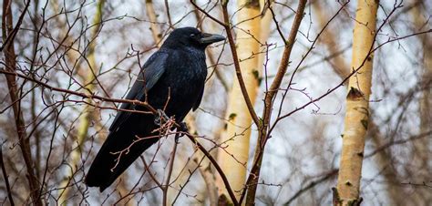 Is It Illegal To Shoot Crows In Montana