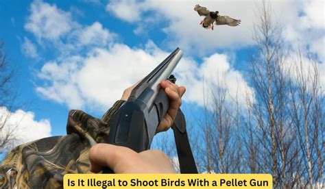 is it illegal to shoot crows with a bb gun