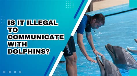 is it illegal to try to interact with a wild dolphin