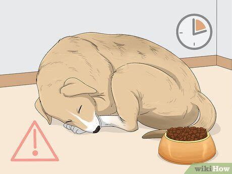 Is It Inhumane To Put A Dog To Sleep