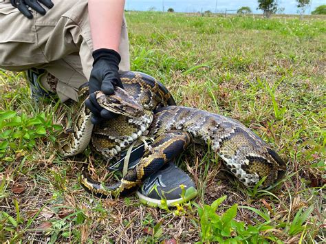 is it legal to kill pythons in the everglades