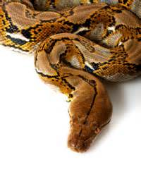 is it legal to own a reticulated python