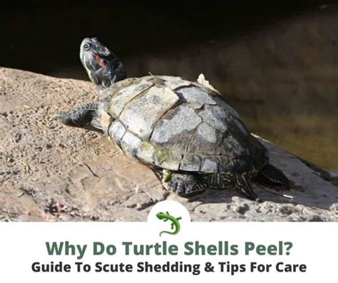 is it normal for a turtle shell to peel