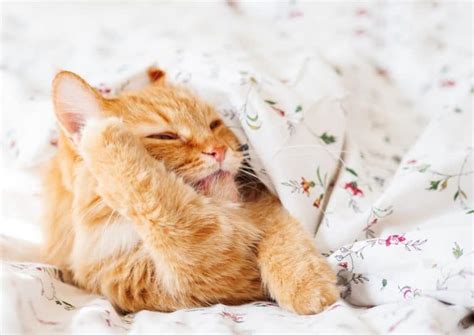 Is It Normal For Cats To Lick Blankets