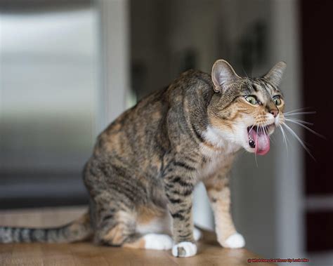 is it normal for cats to throw up occasionally