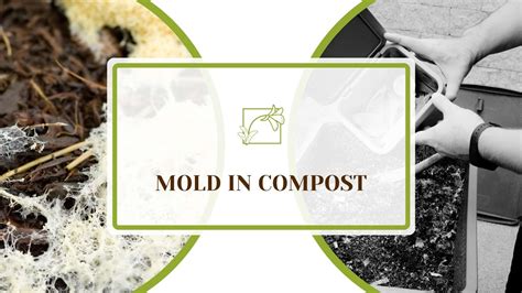 Is It Normal For Compost To Mold