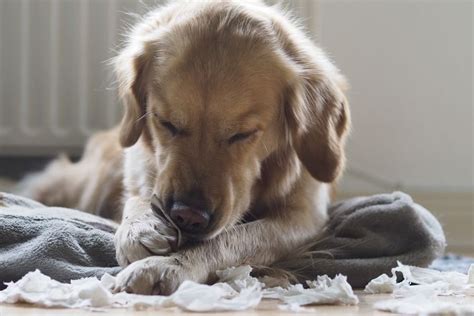 is it normal for dogs to chew everything