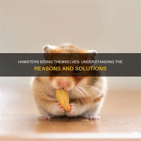 Is It Normal For Hamsters To Bite Themselves