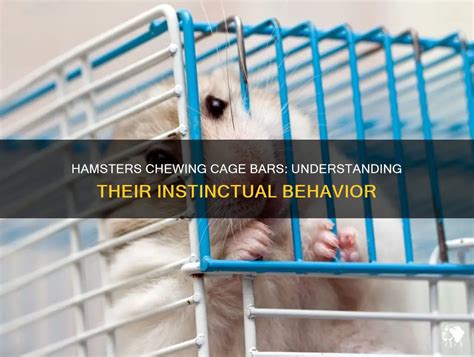 Is It Normal For Hamsters To Chew Bars