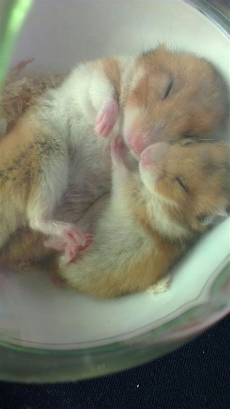 Is It Normal For Hamsters To Cuddle