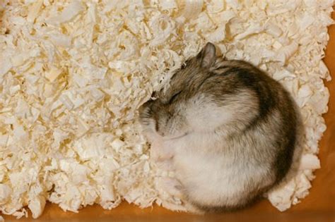 Is It Normal For Hamsters To Hibernate