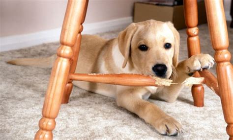 is it normal for puppies to chew everything