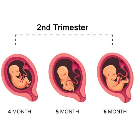 is it normal to be tired in your second trimester