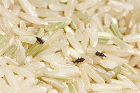 Is It Normal To Have Bugs In Rice