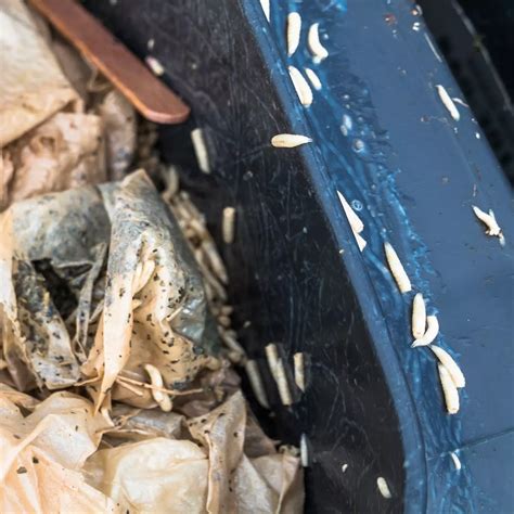 Is It Normal To Have Maggots In Bin