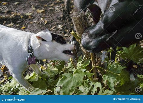 Is It Ok For Dogs To Chew On Branches