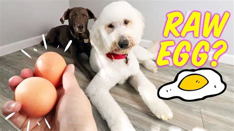 Is It Ok For Dogs To Eat Raw Chicken Eggs