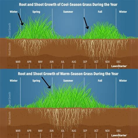 What is Thatch and Why You Need to Dethatch Buy Turf Online