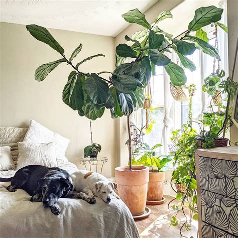 Is It Ok To Have Plants In Bedroom