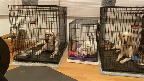 Is It Ok To Have Two Dog Crates