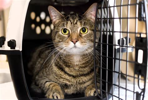 Is It Ok To Keep A Cat In A Crate