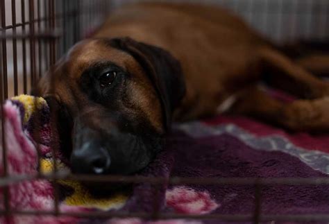 Is It Ok To Leave A Dog In A Crate Overnight