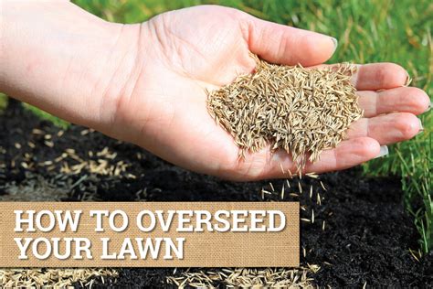 Spring Overseed Results Mowing Video! Looking ahtooahNOICE! YouTube