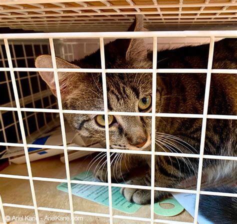 Is It Ok To Put A Kitten In Time Out